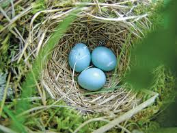 Check spelling or type a new query. Bird Watch Hermit Thrush