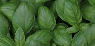 Check spelling or type a new query. Indoor Plants That Repel Bugs Updated