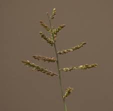 Image result for Urochloa reptans