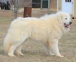 Great Pyrenees Puppies for Sale in Tennessee