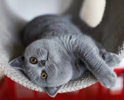 Pin On Cats Dogs