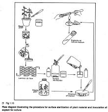 Techniques Used In Plant Tissue Culture With Diagram