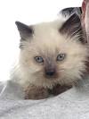 Siamese Himalayan Kittens for Sale in Rockford, Illinois ...