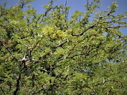Image result for Acacia erioloba