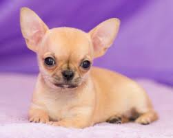 Allevamento ca dei tititni presenta: Chihuahua In Vendita A Mirandola Mo Cuccioli Di Razza Da Allevamenti E Privati