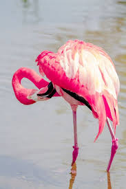 Flamingo Flamingo Beautiful Birds Animals Beautiful