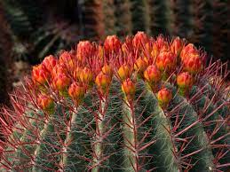 Red cactus varieties are generally grafted specimens. Ferocactus Pilosus Mexican Lime Cactus World Of Succulents Mexican Lime Blooming Succulents Cactus Plants