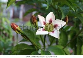Image result for Rothmannia longiflora
