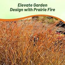 Image result for Carex conferta