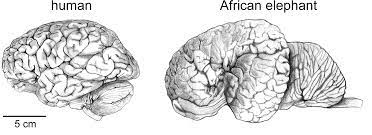 Janet jones has written the book the horse world has been waiting for: Frontiers The Human Brain In Numbers A Linearly Scaled Up Primate Brain Human Neuroscience