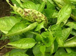 Image result for tomato seedling xanthomonas vesicatoria