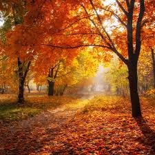 Mgl c.87, § 1 public shade trees; Alternative Uses For Autumn Leaves Elite Tree Care