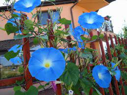 Check spelling or type a new query. The House With Morning Glories Dave S Garden