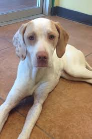 View our wide variety of available puppies for sale at petland chicago ridge in illinois! Lemon And White English Pointer Beautiful But Mad Image English Pointer Dog Puppy Help Pointer Dog