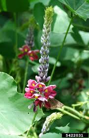 Image result for Pueraria