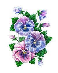 Disegni fiori colorati realistici / fiore realistico della rosa rossa dell acquerello fiore botanico floreale elemento isolato dell illustrazione illustrazione di stock illustrazione di ornamento giardino 125767383 : Viola Tricolor Acquerello Pansies Fiori Colorati Disegno Dipinti Da Parete Quadri Tricolour Dipinti A Mano Opera Myloview It