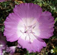 Punch Bowl Godetia Clarkia Bottae