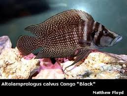 Altolamprologus Calvus Cichlids Beautiful Fish Freshwater Fish