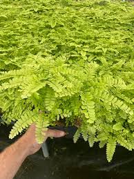 Image result for Adiantum comorense