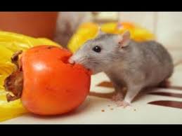 How do you keep mice out of your garden. Protect And Rid Your Garden Of Rodents Youtube