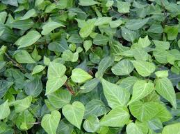 Image result for Helixanthera garciana