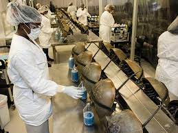 Horseshoe Crabs Are Being Exploited For Their Life Saving Blood The New Economy
