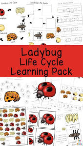 Ladybug Life Cycle Ladybug Life Cycle Ladybug Life Cycle Activities Life Cycles