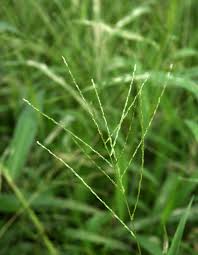 Image result for Digitaria velutina