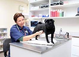 963 likes · 11 talking about this · 123 were here. Top 10 Veterinary Clinics In Penang