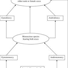 Image result for Commiphora mombassensis