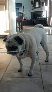 Great For Blind Dog In New Home Zip Ties In Dog Collar Blind Dog Pet Care Dogs Diabetic Dog