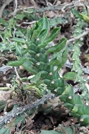 Image result for Euphorbia monteiroi