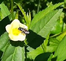 Image result for Sida chrysantha