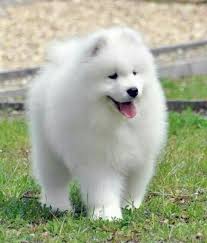 Beautiful Russian Dogs In 2020 Samoyed Puppy Samoyed Dogs Dogs