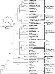 Image result for Croton longipedicellatus