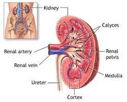 India Surgery Kidney Cost Kidney Removal Surgery Kidney Surgeon India Chronic Kidney Disease Kidney Cleanse Kidney Failure Symptoms
