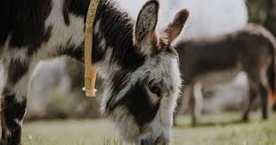 Monitoring Your Donkeys Weight And Condition The Donkey
