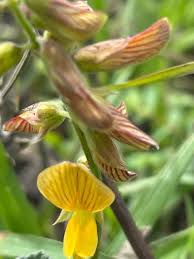 Image result for Rhynchosia