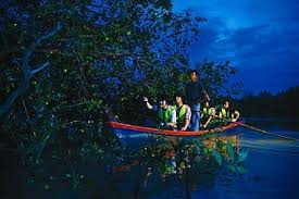 Dia ditaklukan oleh belanda pada 1784, ketika mereka melebarkan kekuasaan dari malaka untuk menguasai perdagangan timah di. The 10 Best Kuala Selangor Fireflies Kampung Kuantan Firefly Park Tours Tickets 2021 Kuala Lumpur Viator