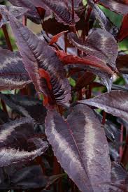 Image result for Persicaria