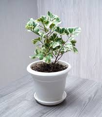 Image result for Ficus tesselata