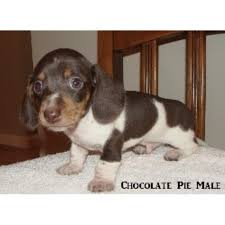 Mini dachshund puppies for sale. Wilson Acres Dachshund Breeder In French Lick Indiana
