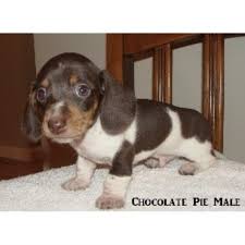 This lovable pup is currently searching for a good, loving home to call her own. Wilson Acres Dachshund Breeder In French Lick Indiana