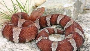 Maybe you would like to learn more about one of these? Wild About Texas Copperheads Use Tails For Hunting