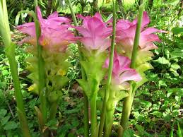Image result for turmeric plant