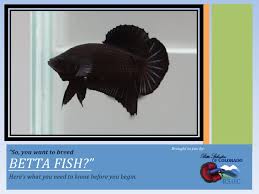 So You Want To Breed Bettas