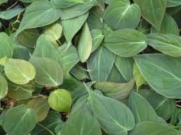 Philodendron Hederaceum Micans Everybody Has These But I M Sure Few Know Including Me Until I Read The Fascinating Article Plants Philodendron Plant Leaves