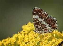 Image result for Euploca katangensis