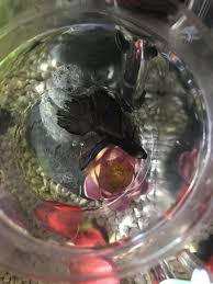 Please Help I Added 3 Ghost Shrimp To My 5 Gallon Betta Tank One Seemed My Aquarium Club