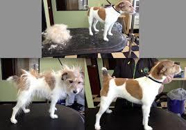 Extensive dog grooming training classes. Before And After Of A Hand Stripped Jack Russell Dog Grooming Dog Business Dog Grooming Salons
